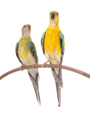 male and female parrot (haematonotus psephotus) singing isolated