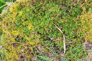 Sea weed Marine life, oceanic plants, star shaped