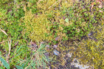 Sea weed Marine life, oceanic plants, red green colors