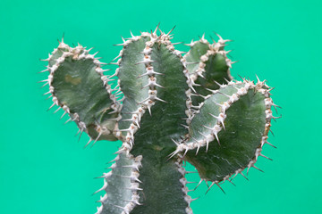 Abstract Cactus Cacti Close Up Thorn Spikes on Blue Green Background