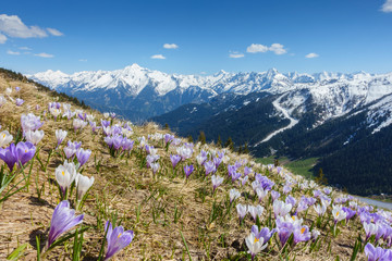 Bergblumenwiese mit den Alpen im Hintergrund