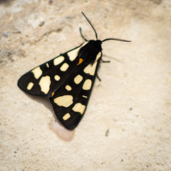 Papillon