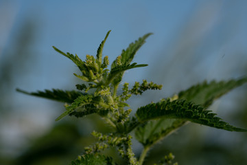 Grüne Brennnessel vor blauem Himmel