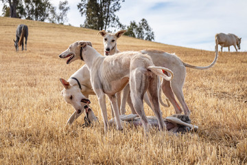 Obraz na płótnie Canvas Perros de raza galgo jugando en el campo donde los caballos pastan