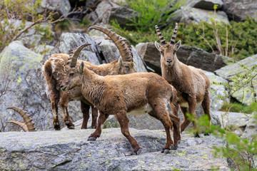 stambecchi nel parco nazionale del Gran Paradiso	