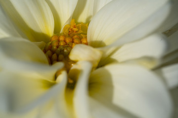 Weisse Blume 