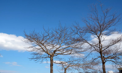 Fototapeta na wymiar Tree in winter