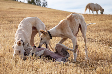 Obraz na płótnie Canvas Perros de raza galgo jugando en el campo donde los caballos pastan