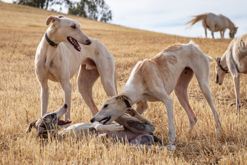 Fototapeta na wymiar Perros de raza galgo jugando en el campo donde los caballos pastan
