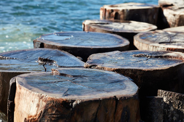 Cross section of wet wooden tree trunks