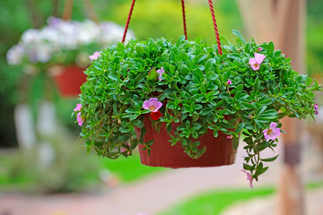 garden flower plastic brown pot nobody 