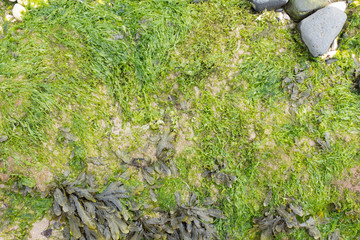 Sea weed Marine life, oceanic plants, sea grass lawn