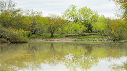 Fototapeta na wymiar Green Lake in Country