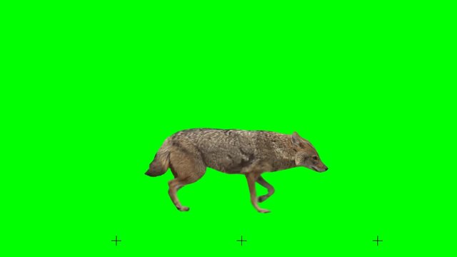 Golden jackal slowly walking seamlessly looped on green screen, real shot, isolated with chroma key, perfect for digital composition, cinema, 3d mapping.