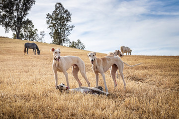 Perros de raza galgo jugando en el campo donde los caballos pastan