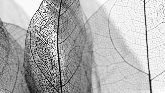 Background from skeleton tree leaf close up.
