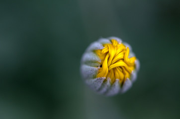 closeup of yellow flower