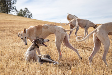 Perros de raza galgo jugando en el campo donde los caballos pastan