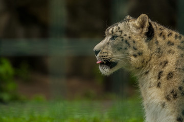 Wild animal Snow Leopard. Lazy walks across the territory.