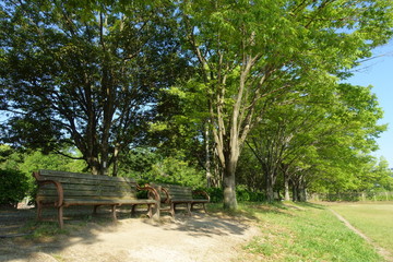 新緑の並木が美しい公園とベンチのある風景