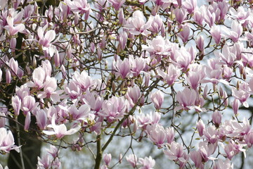 Rosa Magnolienblüten auf Baumzweigen, Deutschland