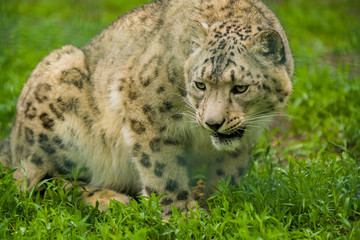 Wild animal Snow Leopard. Lazy walks across the territory.