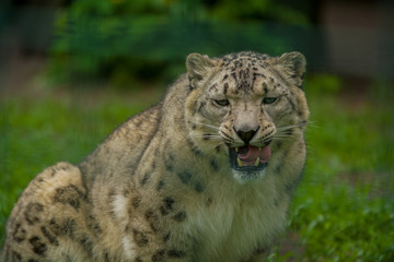 Fototapeta na wymiar Wild animal Snow Leopard. Lazy walks across the territory.