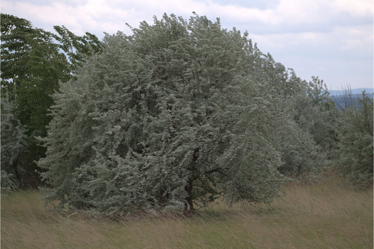 Sanddornbaum