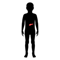 Vector isolated illustration of pancreas