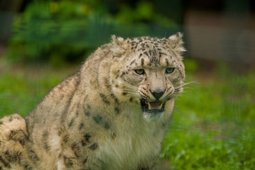 Naklejka na ściany i meble Wild animal Snow Leopard. Lazy walks across the territory.