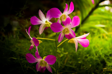 Pinke Blüten