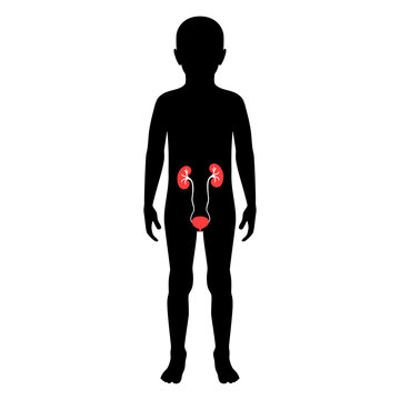 Vector isolated illustration of kidney 