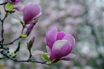 Blooming beautiful Magnolia in the botanical garden