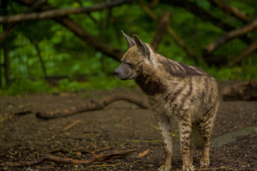Naklejka na ściany i meble The Arabian hyena walks across the territory in search of food.