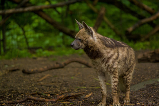 The Arabian hyena walks across the territory in search of food.