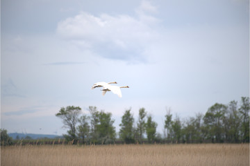 H&ouml;ckerschw&auml;ne in der Luft