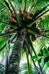 Red squirrel climbing up a lush green coconut palm tree in Montezuma, Costa Rica