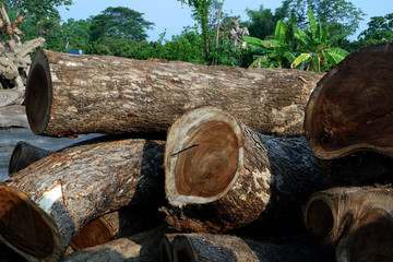 Deforestation, Wood logs from the forest in Thailand and Southeast Asia.