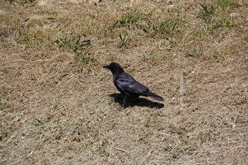 Fototapeta premium Corbeau