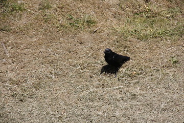 Corbeau