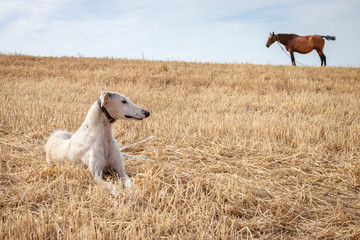 Obraz na płótnie Canvas Un perro de raza galgo tumbado en el campo con un caballo al fondo