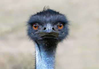 Fotobehang Portrait of Australian Emu bird (Dromaius novaehollandiae) on the nature. © milkovasa