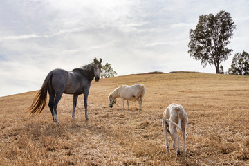 Obraz na płótnie Canvas Una yegua mirando a cámara y un pony en la alameda mientras un galgo se acerca