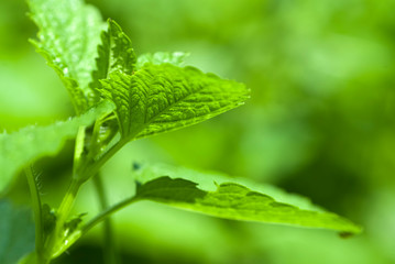 melissa medicinal plant
