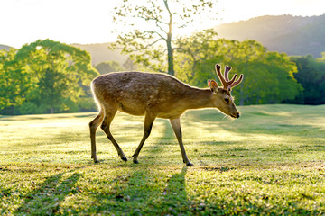 奈良公園の鹿