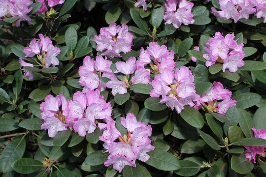 Rhododendron with pink flowers and green leaves in garden. Cultivar Blurettia from Yakushimanum hybrid Group