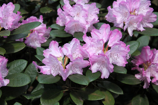 Rhododendron with pink flowers and green leaves in garden. Cultivar Blurettia from Yakushimanum hybrid Group