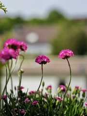 flower Armeria in a field