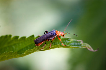 soldier beetle insect