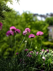 Obraz premium flowers in a garden